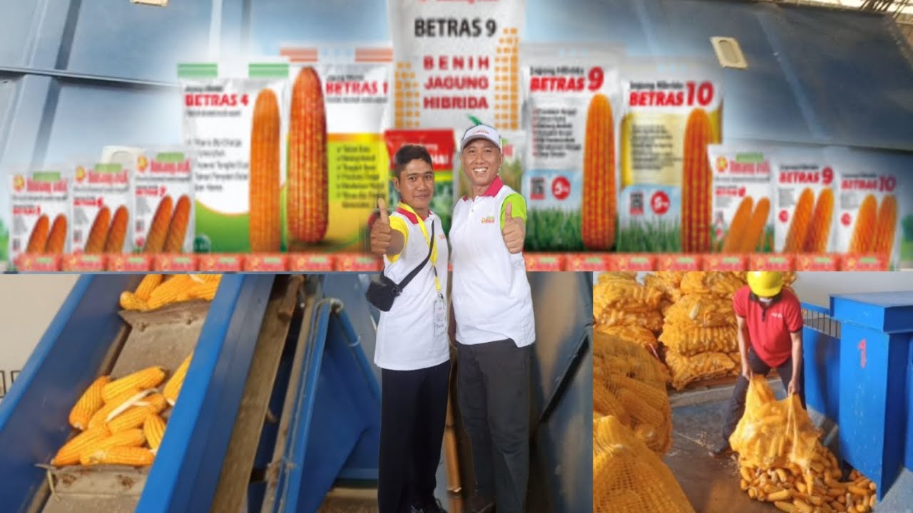 BEGINILAH PROSES PEMBUATAN BENIH JAGUNG HIBRIDA PT. BENIH CITRA ASIA