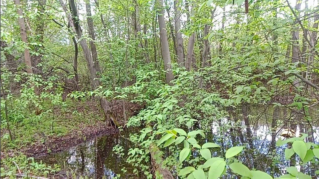 Ловля славки черноголовки. 14.05.2022