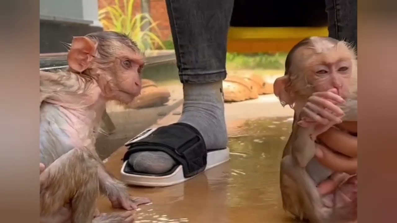 Donald first  mom Donut request mom to bathe for Donald first not him#cat #catdance #duet #catvideo 
