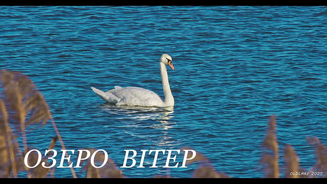 ОЗЕРО. ВІТЕР. Грудень 2024