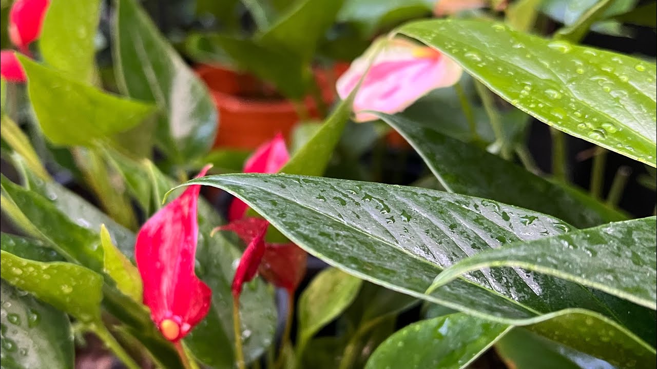 පැල වැඩි ප්‍රමානයක් ගන්න පුළුවන් විදියේ පදුරු පැකේජයක් වාසි මිලට 0773407293