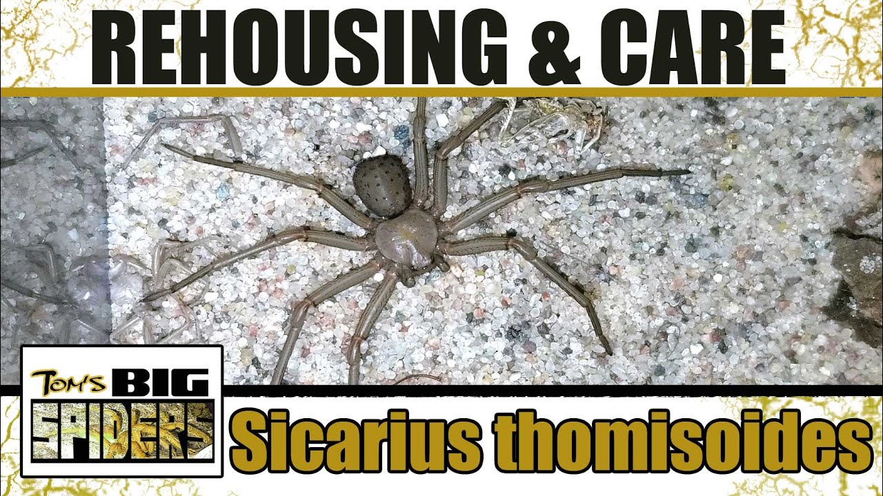 Sicarius thomisoides 