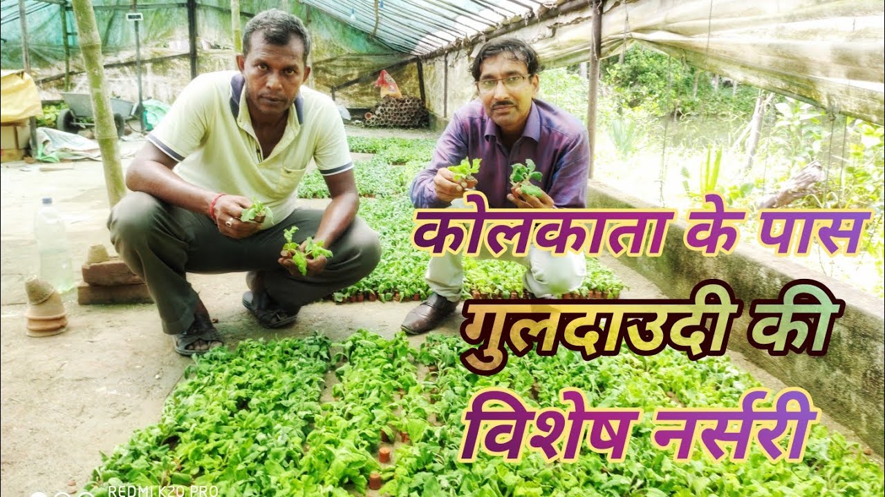 गुलदाउदी की विशेष नर्सरी जहां सैकड़ों वारियटी आप खरीद सकते हैं / Amazing Chrysanthemum Nursery