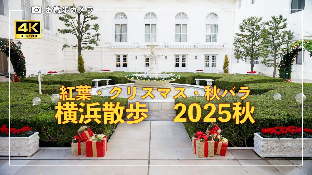 横浜散歩2025秋　季節の変わり目　色づくイチョウ並木、クリスマスの装いニューグランドホテルの中庭、秋バラが咲く山下公園