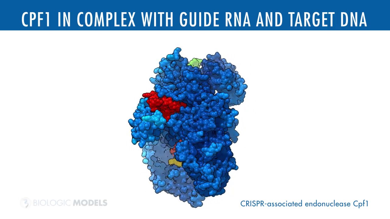 Cpf1 in Complex with Guide RNA and Target DNA