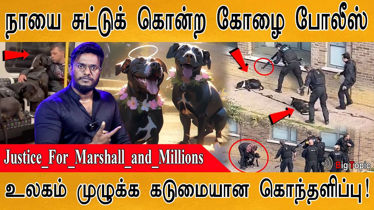 நாய்களை சுட்டுக் கொன்ற கோழை போலீஸ்! | Justice For Marshall and Millions | உலகம் முழுக்க கொந்தளிப்பு!