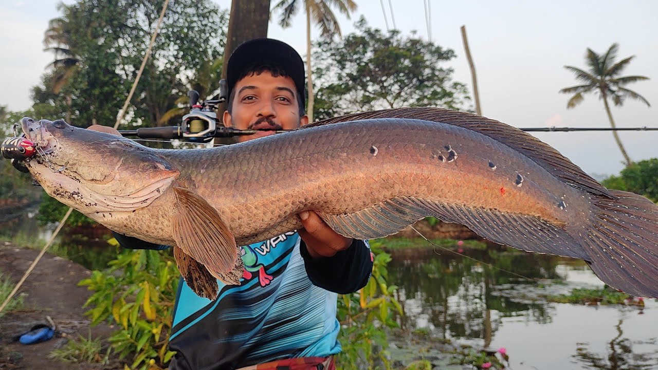 5kg ഉള്ള ചേറുമീൻ കിട്ടി.. 😳😳 | Snakehead Fishing Videos | Traditional Village fishing Videos | Viral