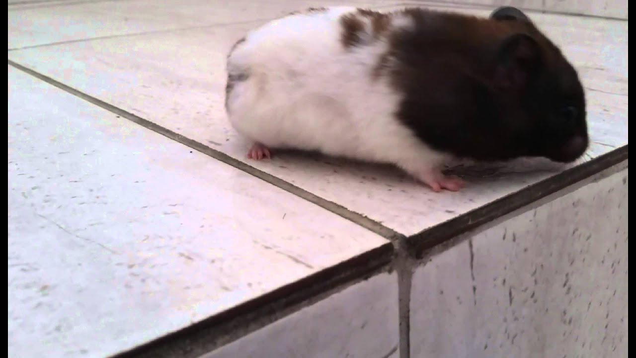 Hamster sírio panda - Agata muito mansa! Play time