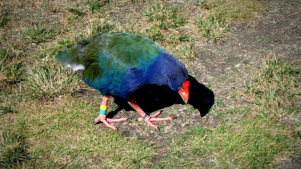 Kapiti Island - warriors, whales and wildlife - Roadside Stories