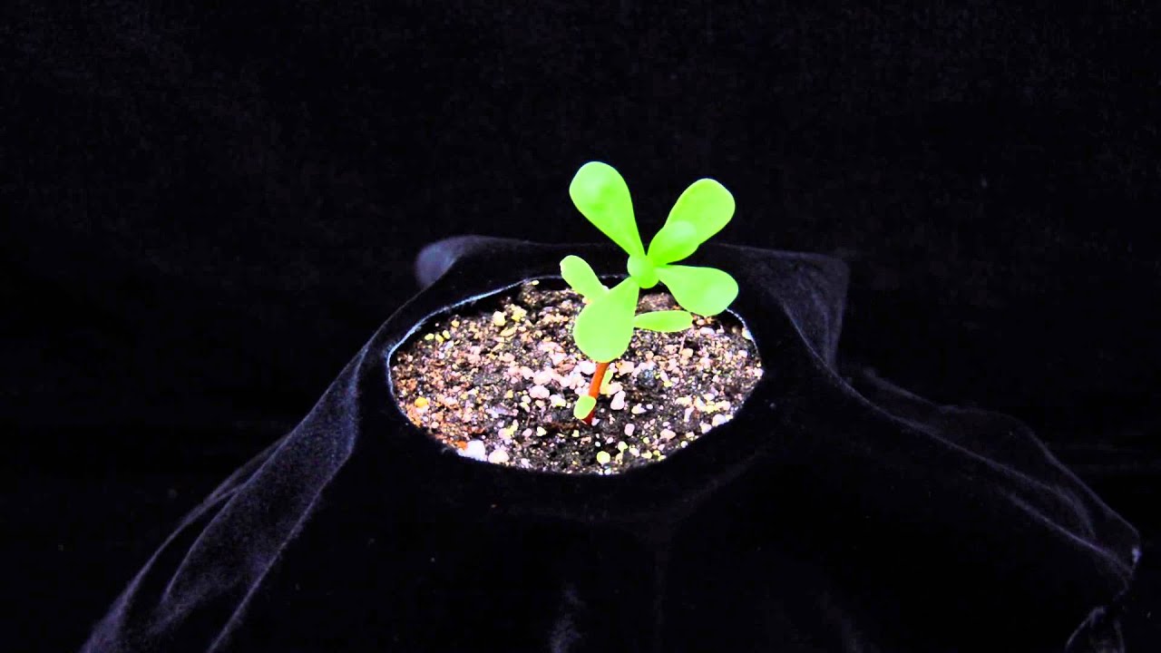 Common purslane