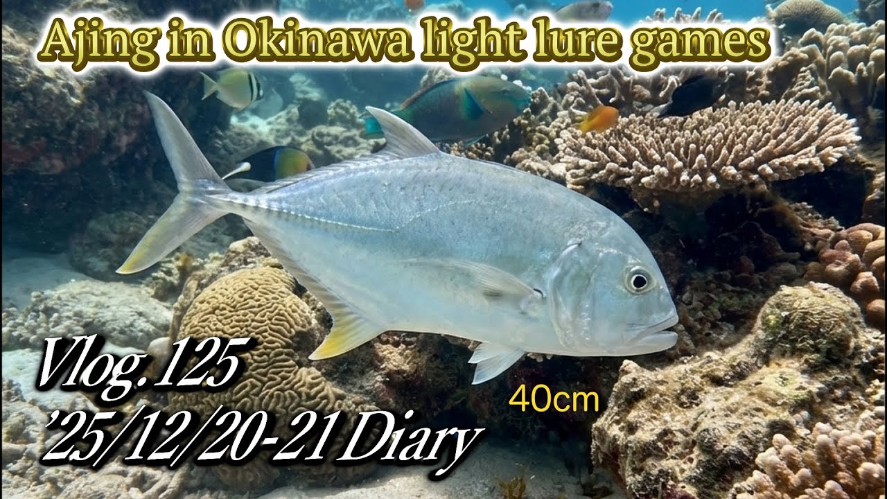 【ルアー釣り】まだ続く入れ食い！　堤防でガーラ・メッキ　Vlog.125 '25年12月20日・21日　#沖縄 #ルアー釣り＃アジング＃ショアジギング#ライトショアゲーム#ワーミング