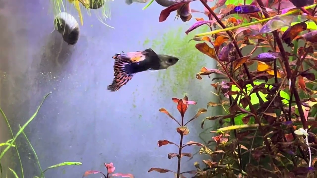 SWAMP TANK progress No water changes on 10 gallon tank over a year exploding with algae and plants.