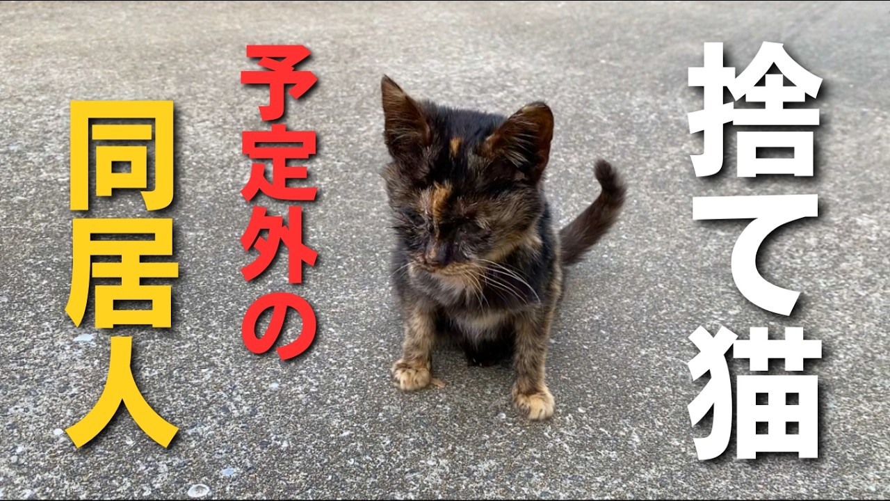 助けるつもりなんてなかった。ただ…置いて帰れなかった。