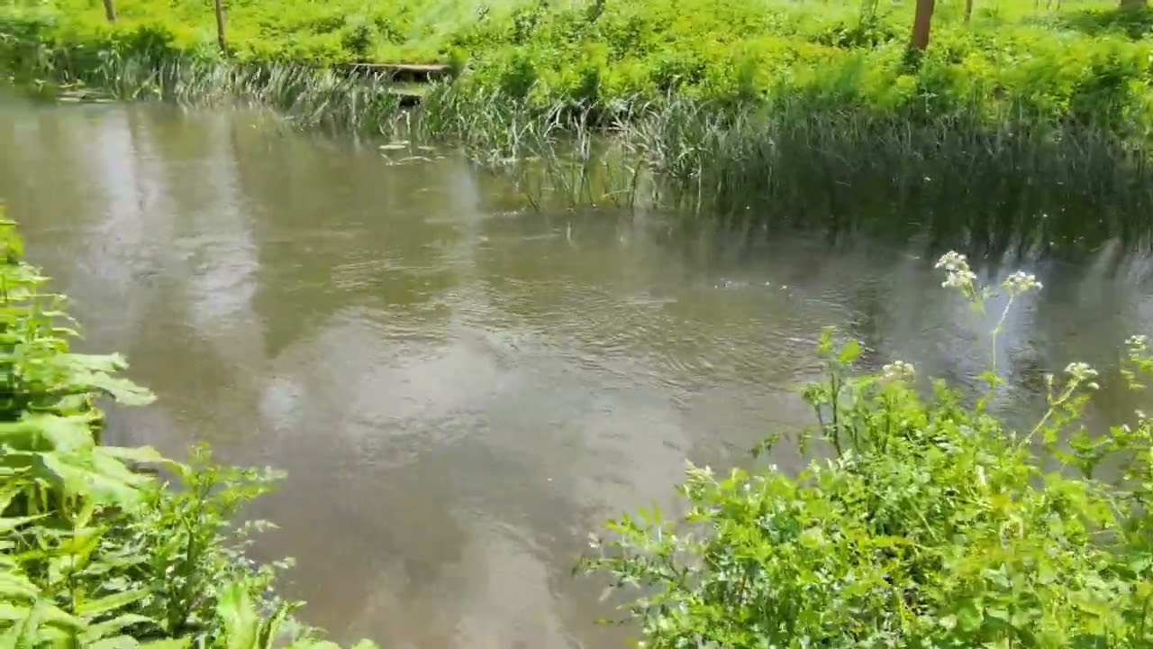 A nice walk along the river Loddon in Spencers Wood, Berkshire
