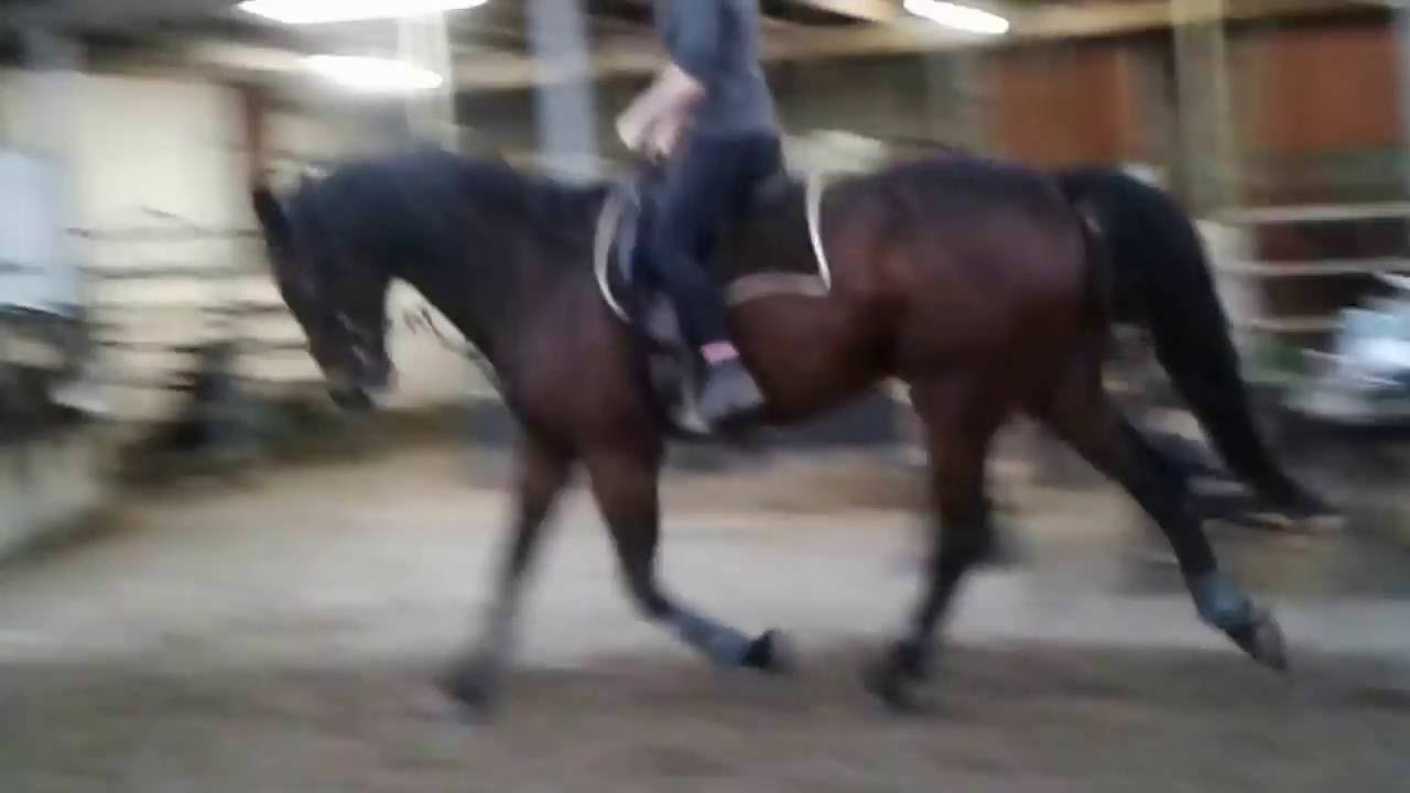 Fra travhest til ridehest 2