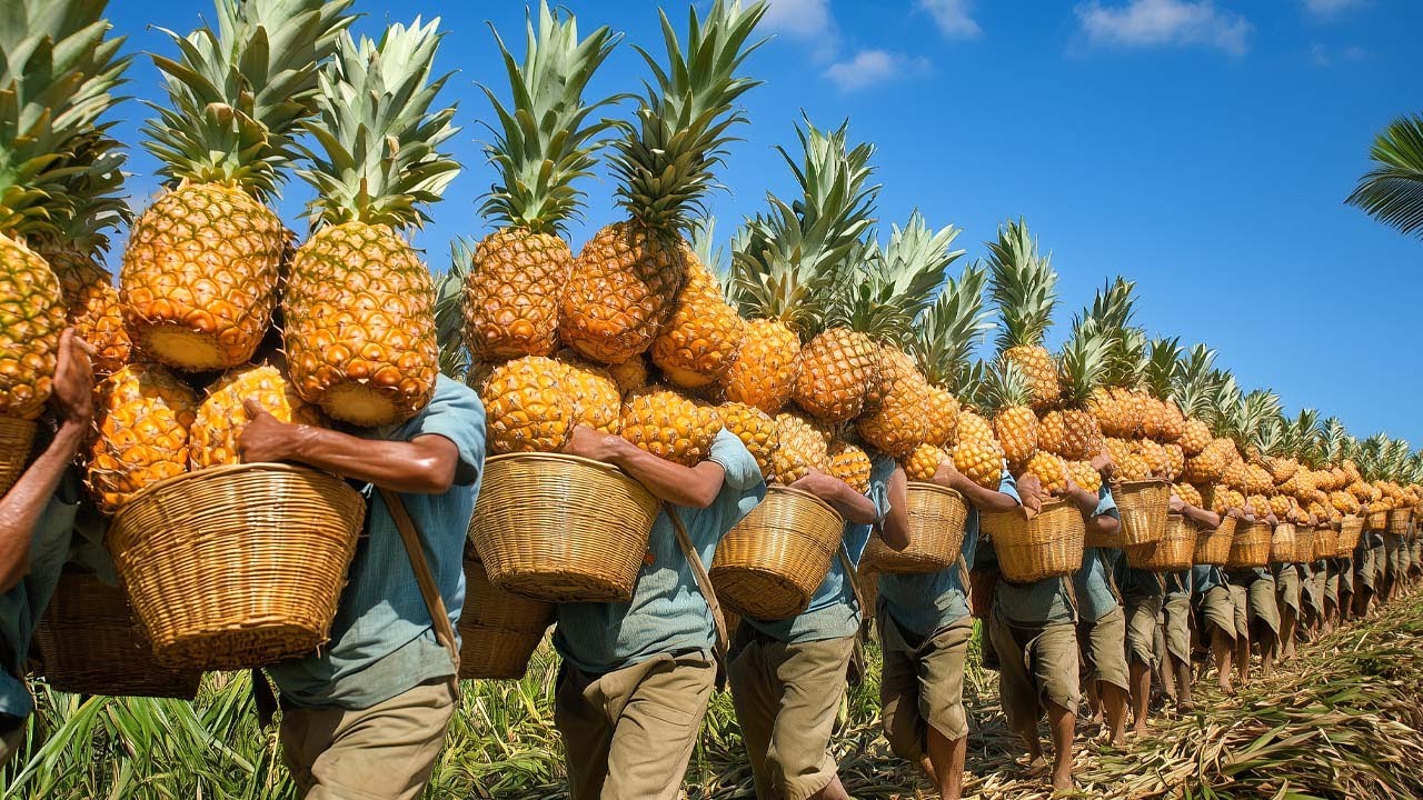 Como Os Agricultores Americanos Colhem Milhões De Toneladas De Frutas E Vegetais