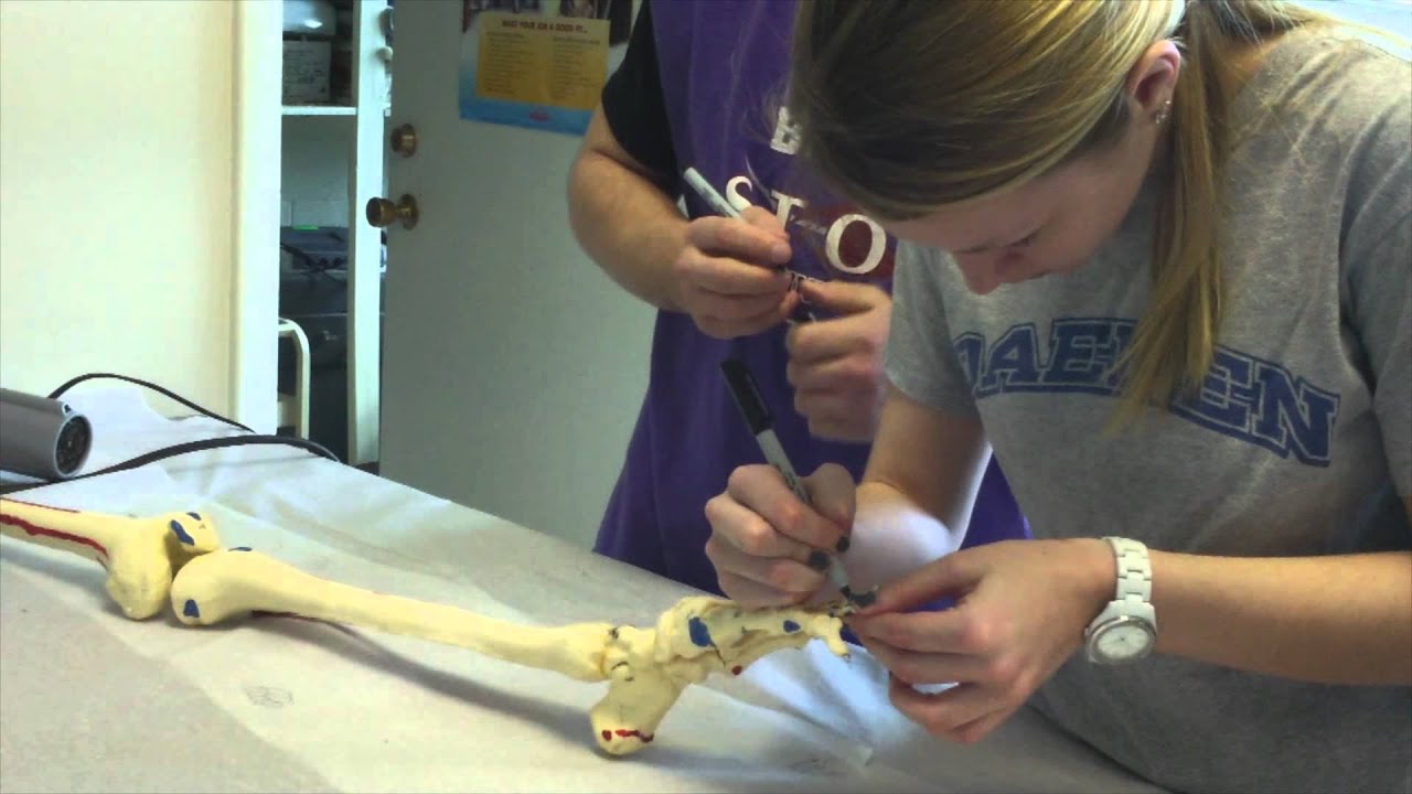 Physical Therapy Program