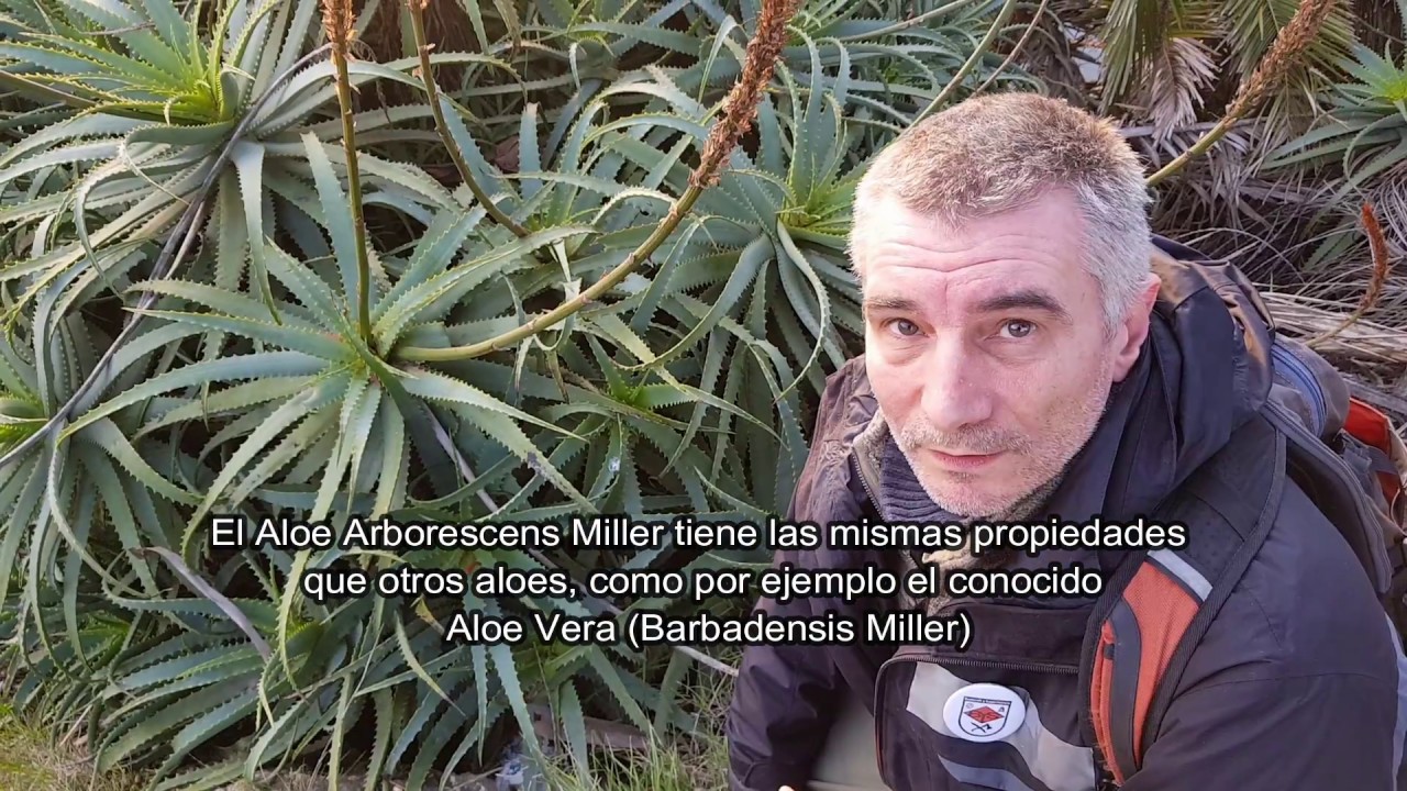 Aloe (Arborescens Miller)