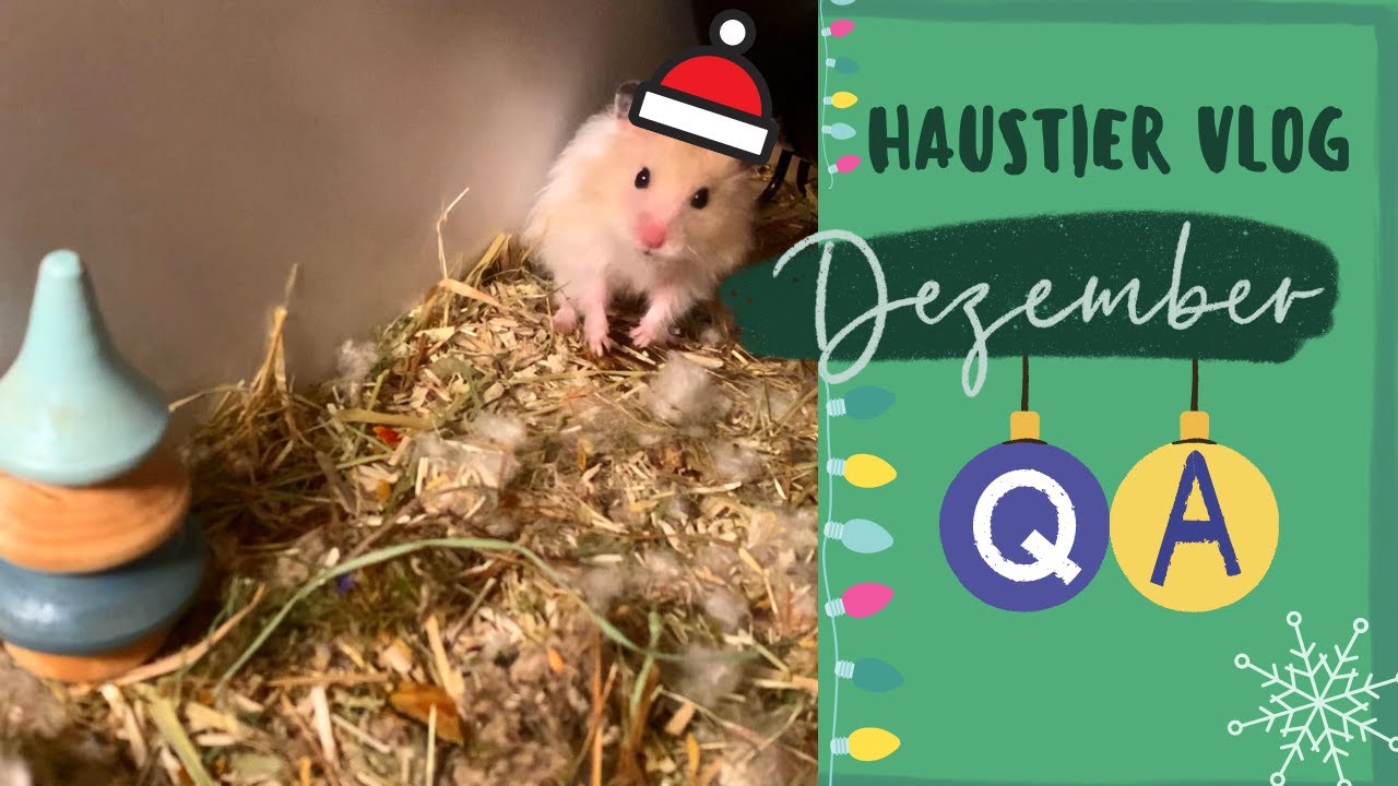 Hamster VLOG | Teddyhamster Q&A Teil 2 | Alltag mit Haustier (Dezember 2020)