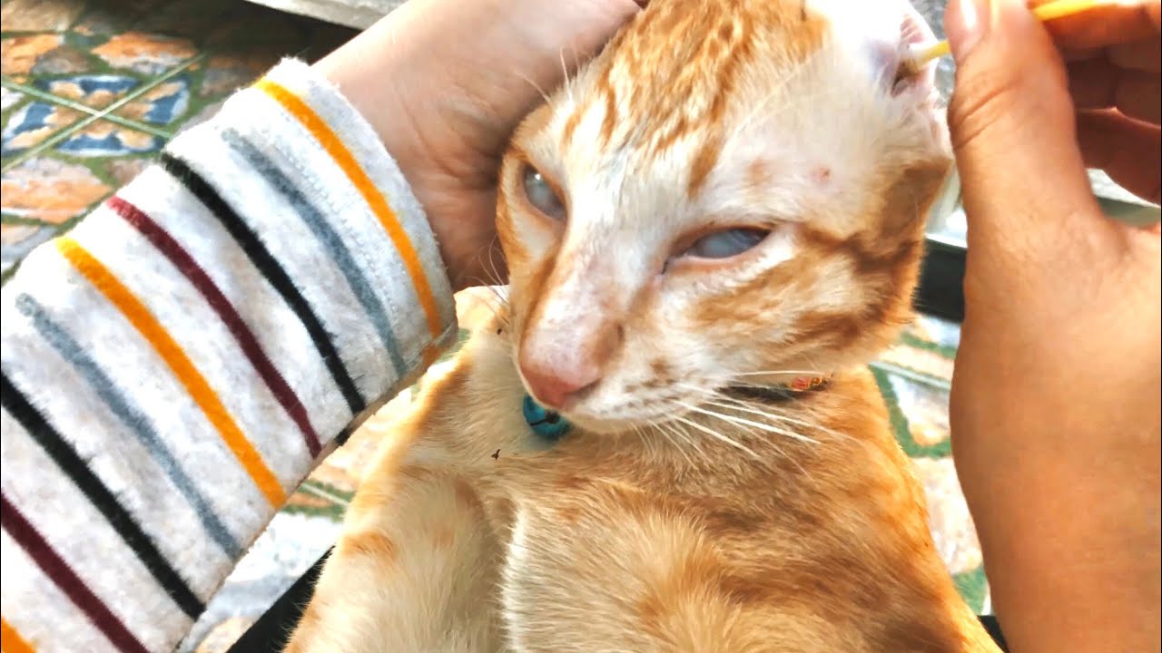 Cat Ear cleaning | He got really Satisfied