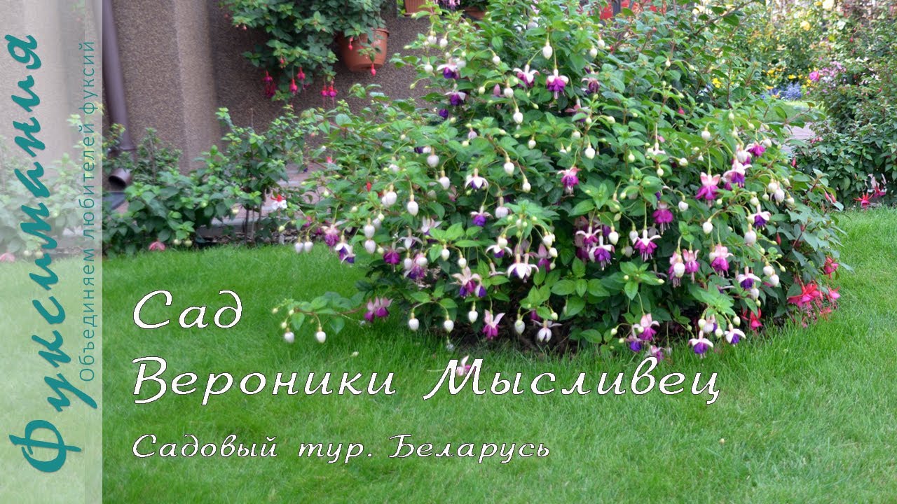Сад Вероники Мысливец. Садовый тур, Беларусь