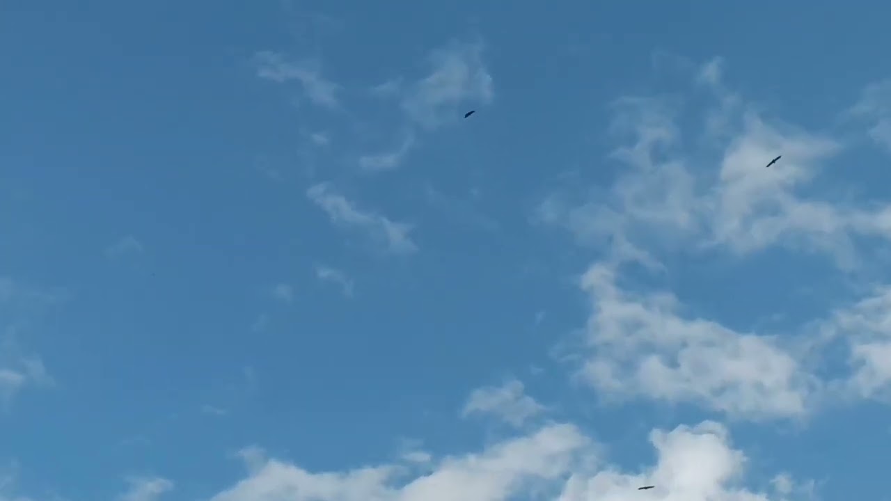 Flight of Eagles.