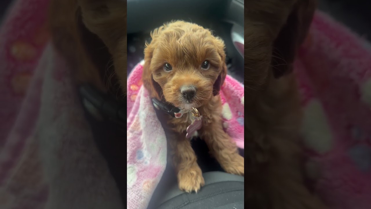 Новый видеоблог про щенков🐾🥺 | Встречайте Нову Скай ✨☁️