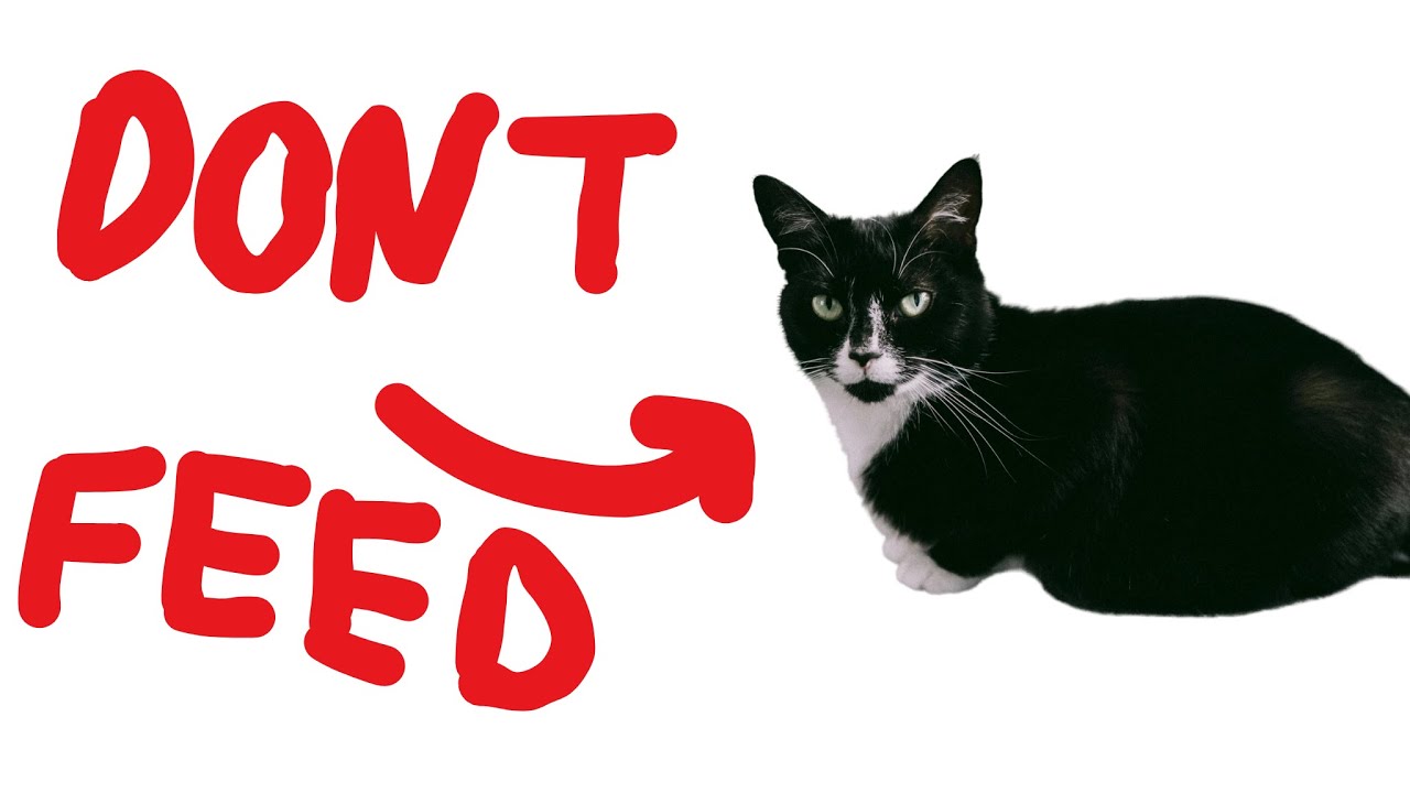 DON'T FEED THIS CAT