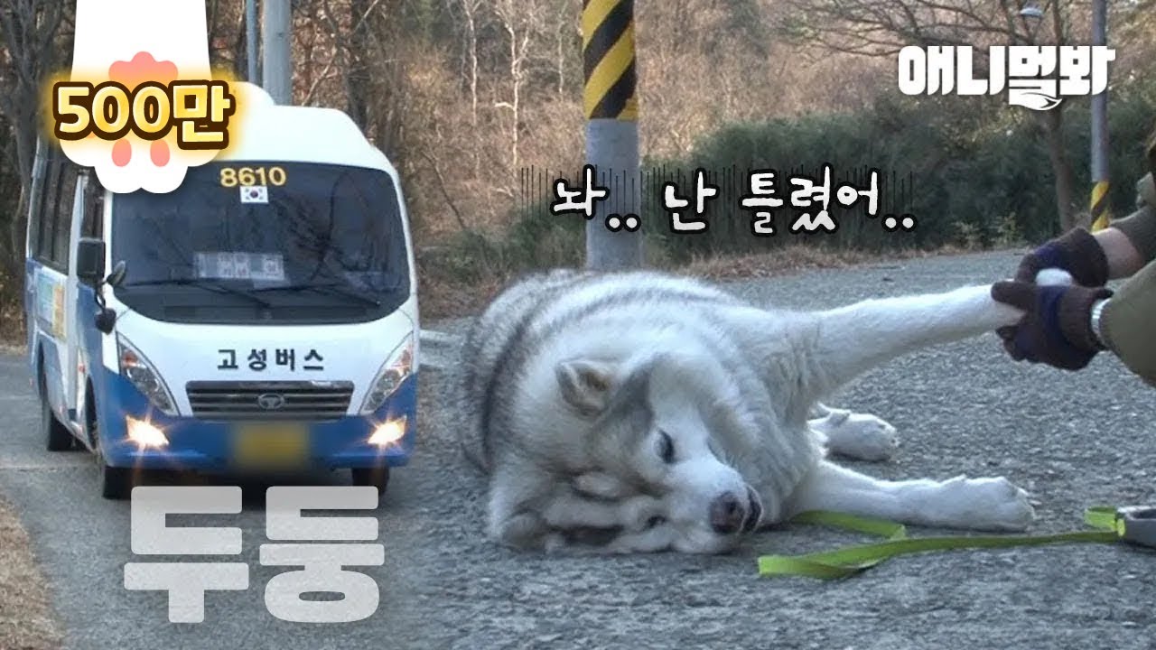 걷기 싫어서 버스 히치하이킹하는 허숙희씨의 남모를 사연ㅣFat Dog Who Doesn't Feel Like Walking Hitchhikes A Bus LOL