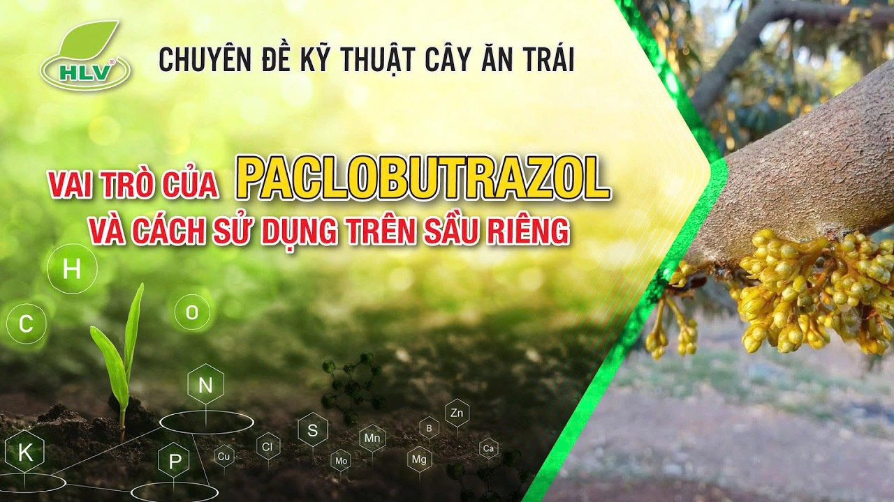 Chuyên Đề Kỹ Thuật C.A.T Kỳ 003: Vai Trò Của Paclobutrazol Và Cách Sử Dụng Trên Sầu Riêng