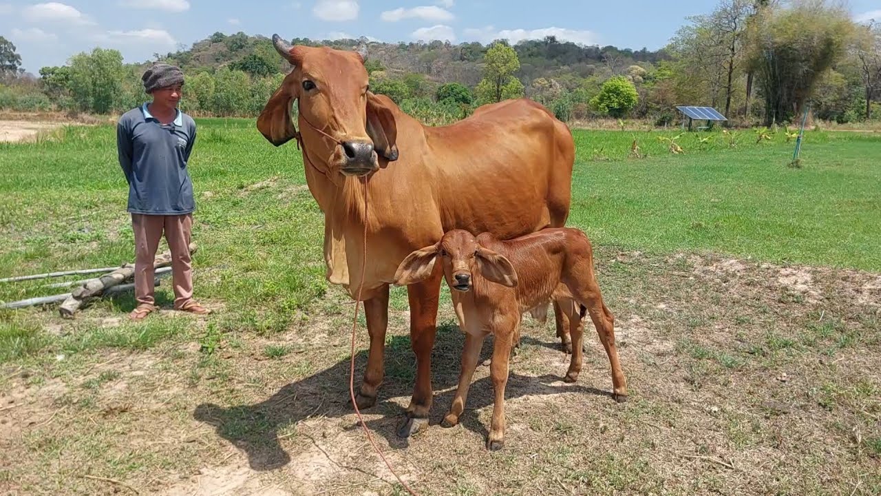 เปิดราคาวัวเเม่ลูก วัวสาว (10 มี.ค.69)พ่อทร บ.ทวีผล จ.อำนาจเจริญ
