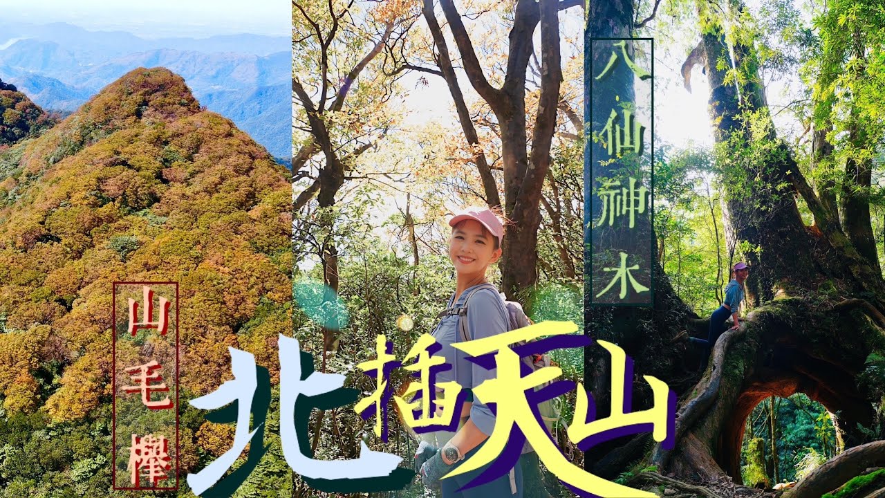 🍂黃金山毛櫸【北插天山】竟然走到心累？😮‍💨終於看見🌲此生最美神木【八仙神木】！
