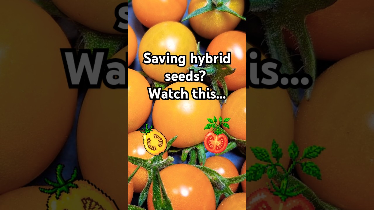 Saving Seeds from Hybrid Tomatoes Here&rsquo;s What Actually Happens #shorts #gardening