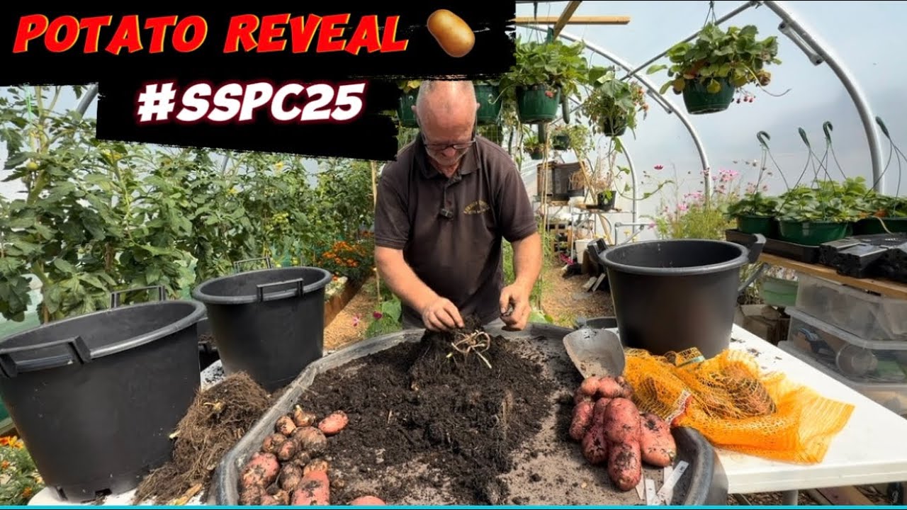 Potato reveal for the #sspc2025 