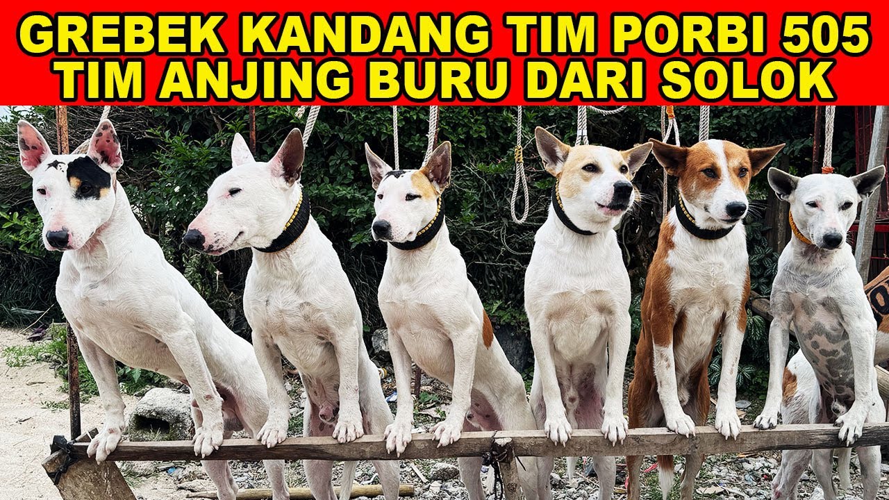 GREBEK Kandang Anjing Pemburu Tim Porbi 505 Solok Sumatera Barat