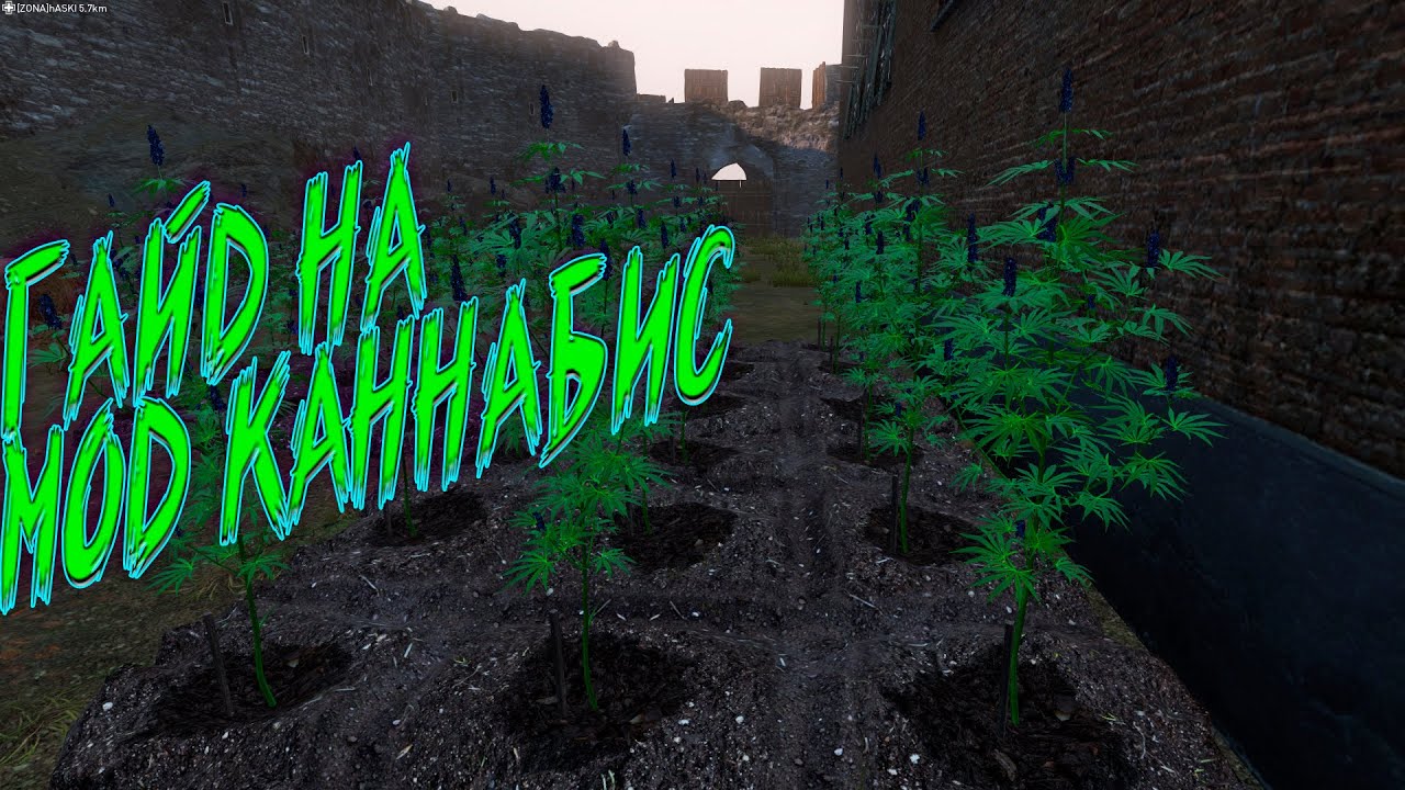 DAYZ Как выращивать каннабис. Гайд на мод каннабис  #cannabis #mod #dayz #guide