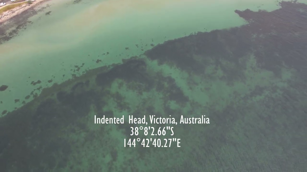 Victoria - Indented Head