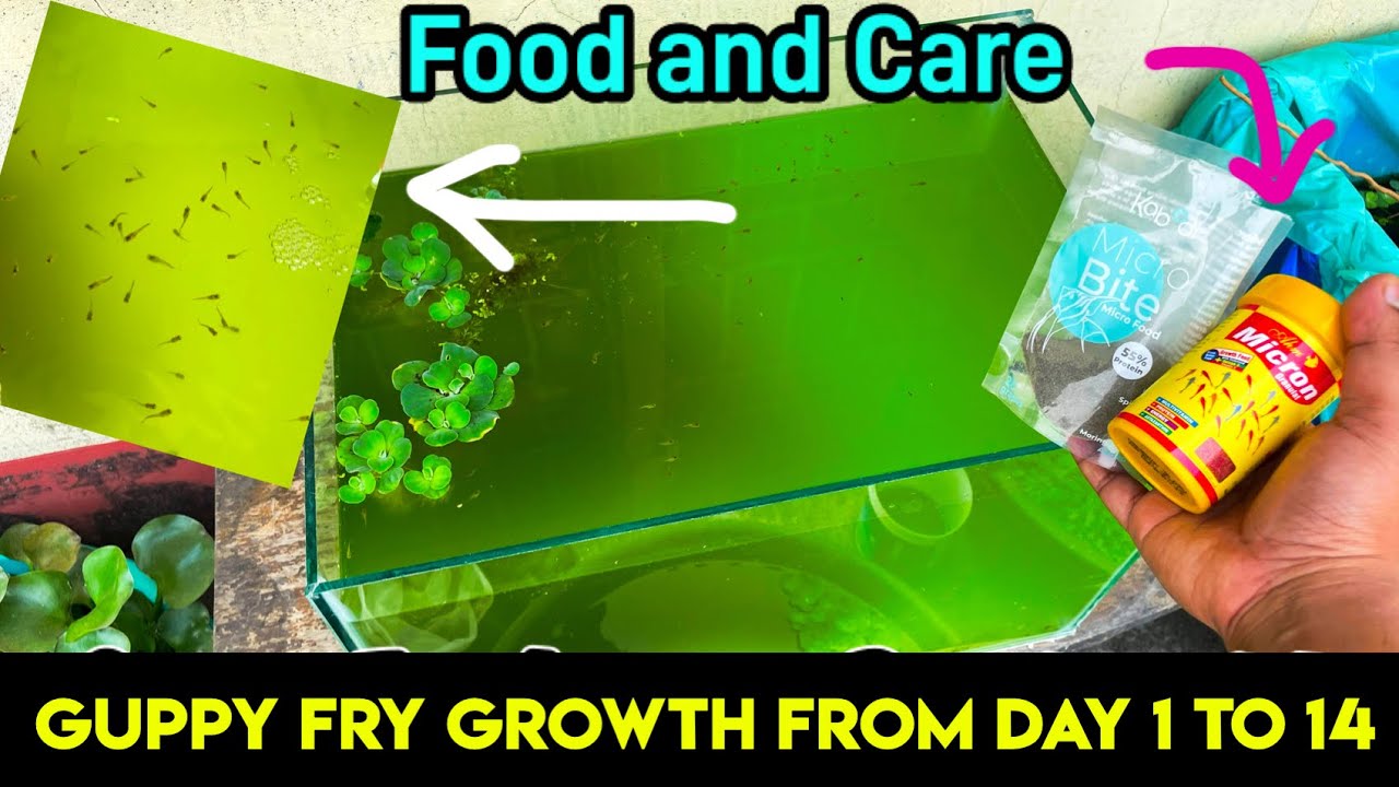 Guppy Fry Journey From Day 1 to 14 : Part 2 🤗❤️🔥| Complete Guppy Fry Care and Food in detail