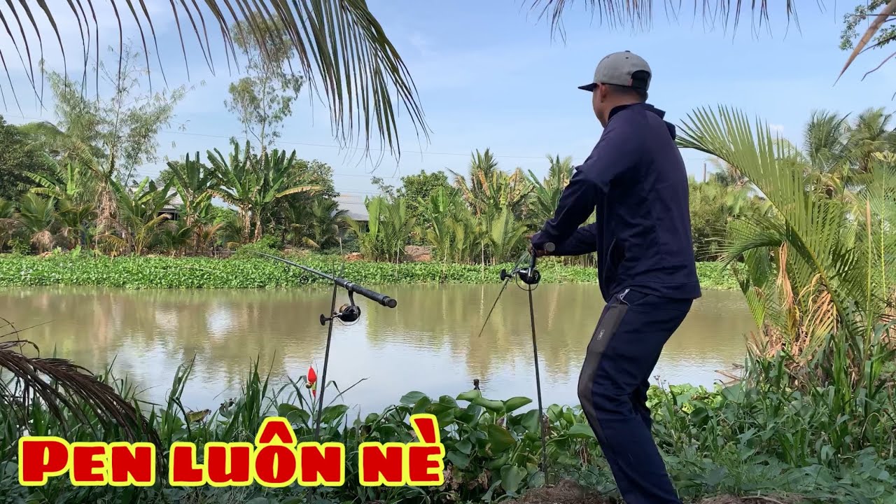 Câu Cá Tra Sông Đi Bãi Nào Cũng Pen Dính | Fishing Miền Tây
