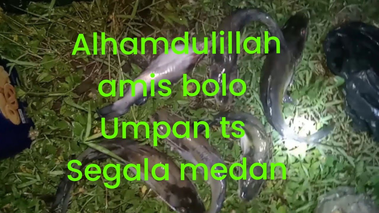 Alhamdulillah hasil memuaskan wer di sungai Brantas sebelah barat jembatan tanjang 