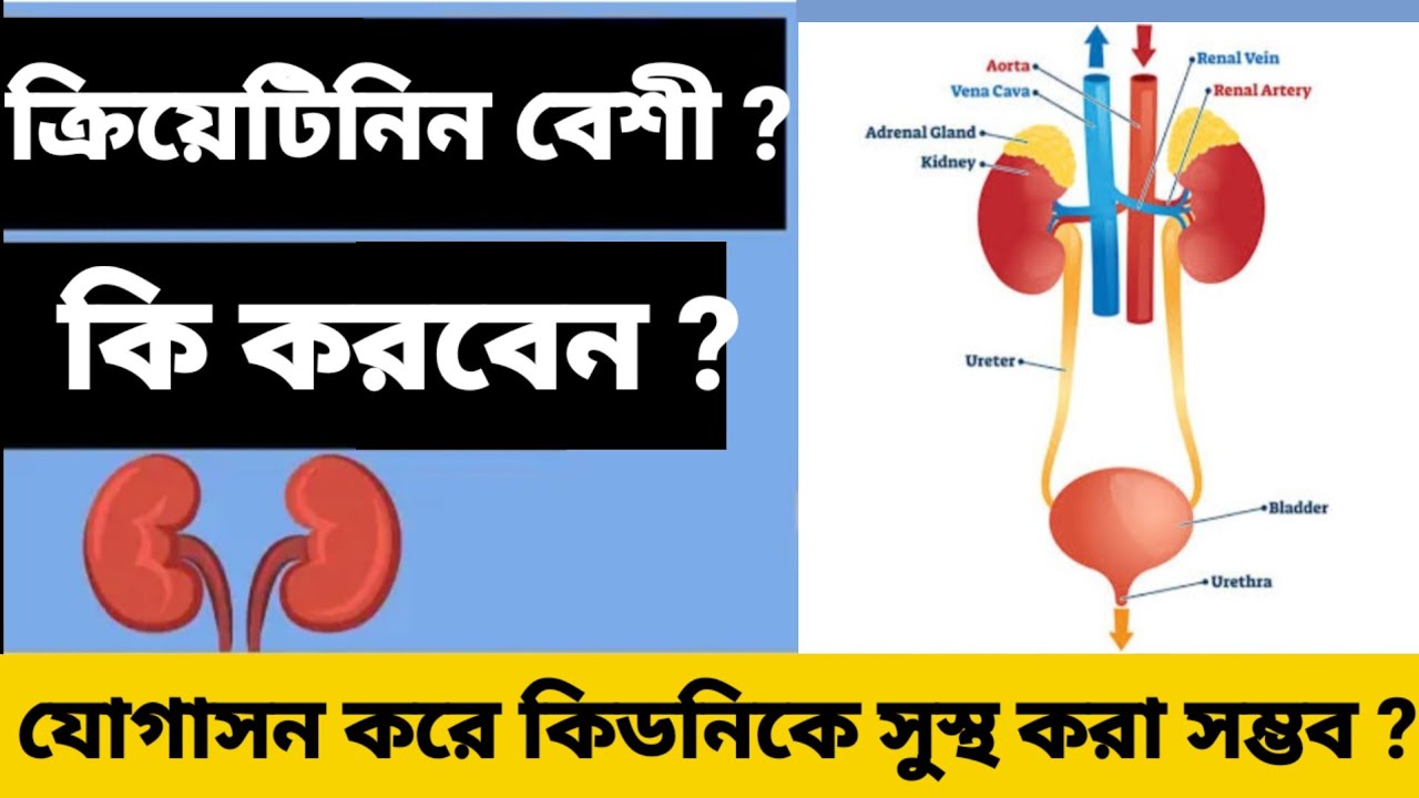 ক্রিয়েটিনিন কমাতে কোন কোন আসন রোজ অভ্যাস করবেন। যোগাসন করে কিডনিকে সুস্থ করা সম্ভব?#yoga#motivation