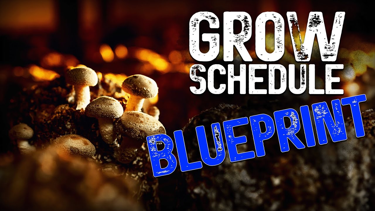 Master the Perfect Growth Schedule for Your Mushroom Farm This Season