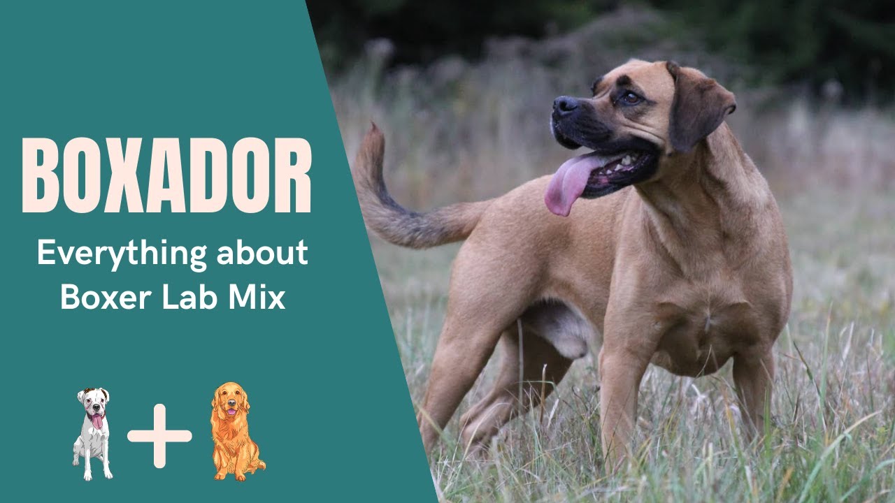 Boxador &ndash; Всё о помеси боксера и лабрадора