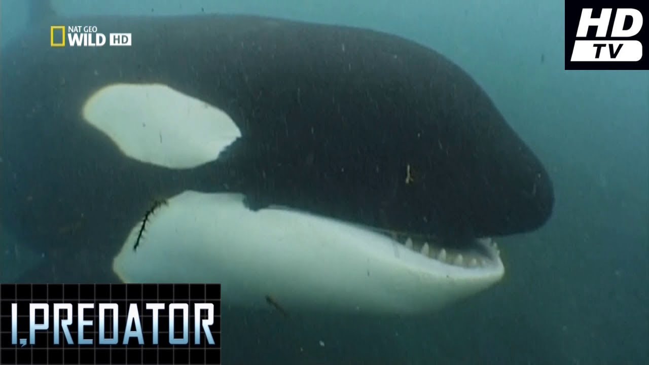 Yo Depredador  (2011)  -6-  Orca  HDtv  National Geographic