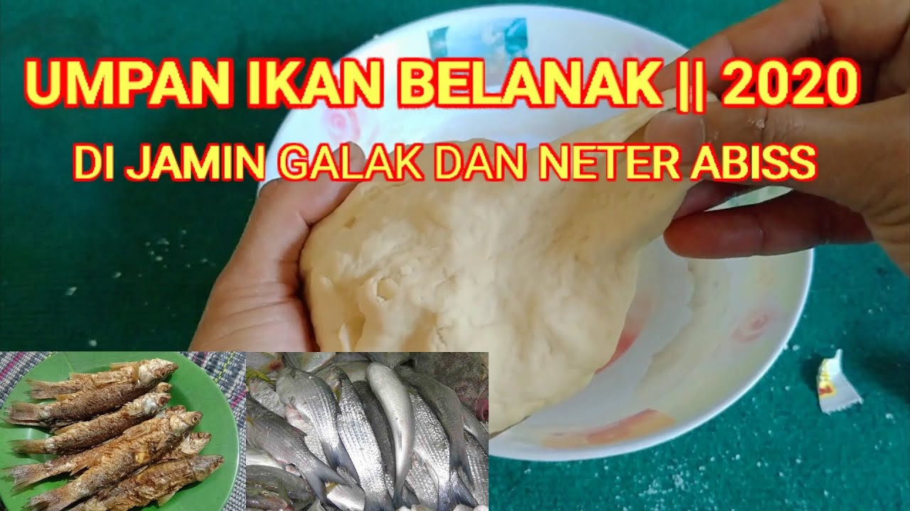 Umpan ikan belanak || 2020 GALAK DAN NETER