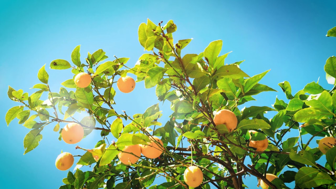 Relaxing summer background video with wonderful calming piano music | Screensaver video