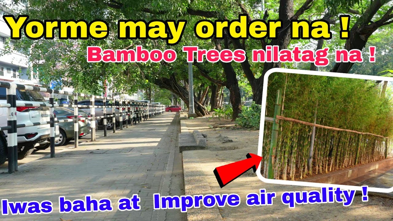 Yorme may order na ! Bamboomtrees nilatag na ! Iwas baha at Improve Air ! Serv Roxas Blvd Manila