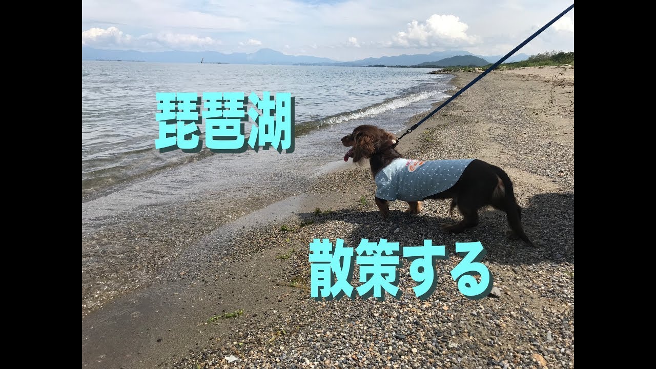 琵琶湖の海岸を散策するワンコ　I take a walk with my dog by the lake