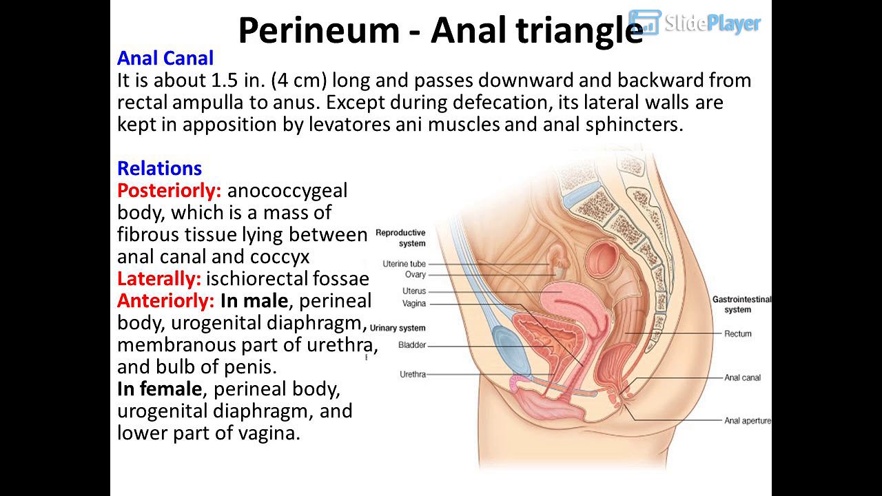 Perineum &ndash; Anal Triangle