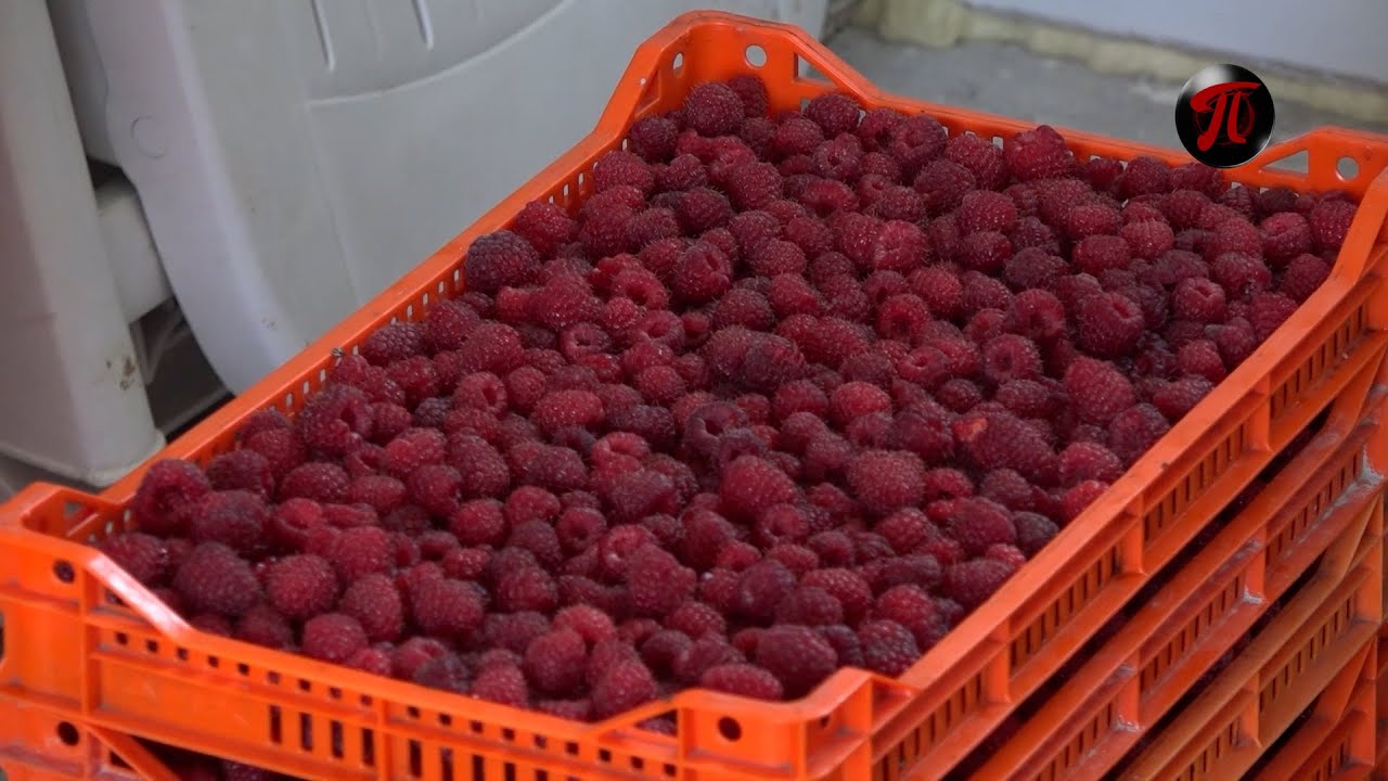 Poljoprivreda - otkupna cena maline ne obećava zaradu / Dnevnik RTV Podrinje 12.06.2024
